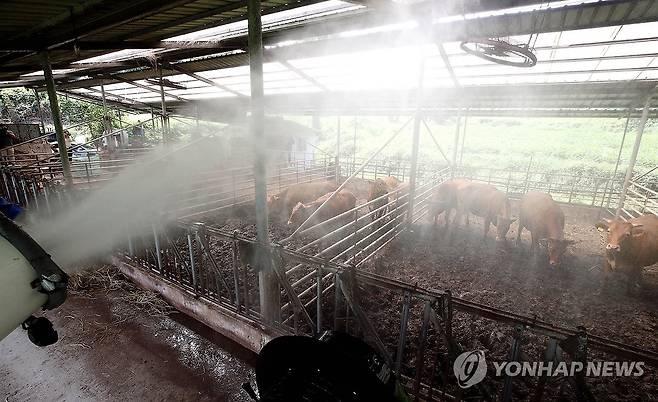 물뿌리는 축사 [연합뉴스 자료사진]