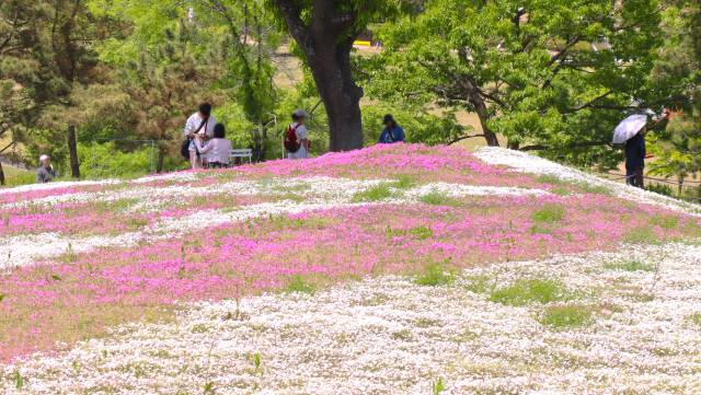 여행객들이 경남 함안군 악양생태공원 꽃잔디 언덕 나무 그늘에서 휴식을 즐기고 있다. 남태우 기자