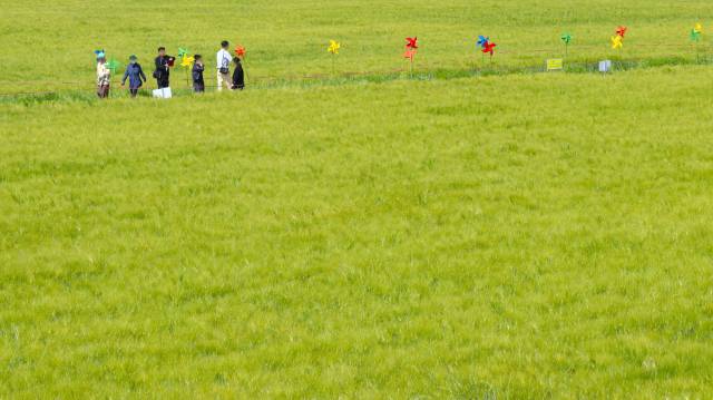 여행객들이 경남 함안군 강나루생태공원 청보리밭에서 여유있게 산책하고 있다. 남태우 기자