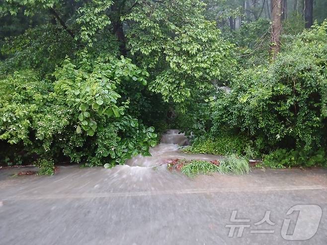 15일 오후 2시 26분쯤 전남 장흥군 안양면 한 도로에 강한 비로 인해 나무가 쓰러진 모습. (장흥소방 제공. 재판매 및 DB 금지) 2025.5.15/뉴스1