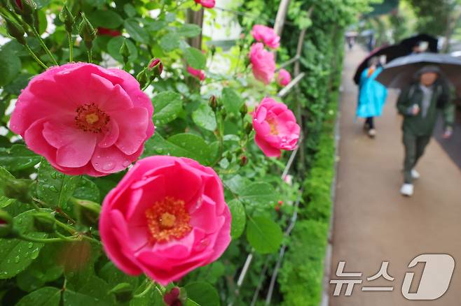 16일 서울 중랑구 중랑장미공원 일대에 '제17회 중랑 서울장미축제'를 맞아 조성된 장미터널에서 시민들이 봄 정취를 만끽하고 있다. 2025.5.16/뉴스1 ⓒ News1 민경석 기자