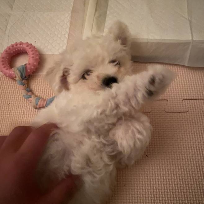 P20220219_182819494_7BF61CBD-EF99-4D35-9C19-4E8045C6E277.jpeg 세상에서 가장 이쁜 강아지