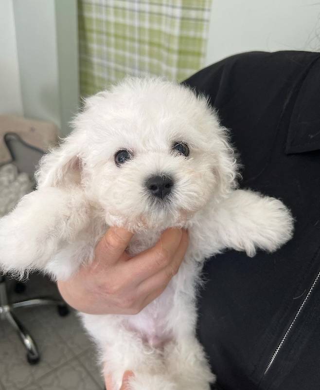 3472486990256925504_20240319210759374.png.ren.jpg 세상에서 가장 이쁜 강아지