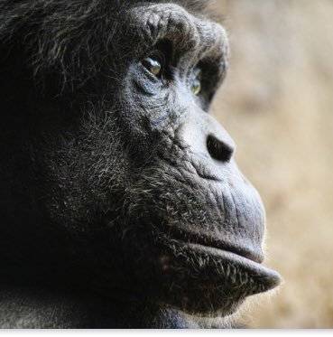 1000014921.jpg 몽키스패너가 몽키인 이유