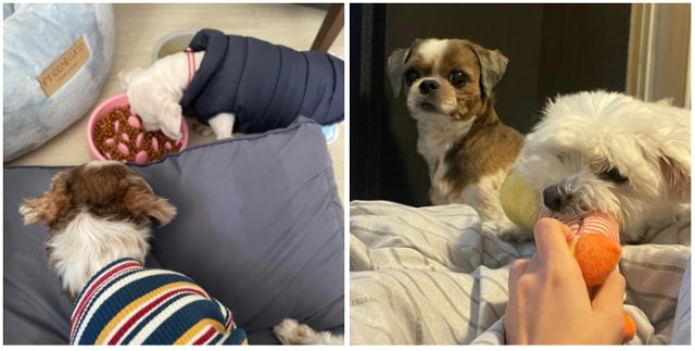 첫날부터 밥을 뺏기더니, 임보 기간 동안에 많은 것을 양보했던 제 반려견 미르예요. 미르야 고맙고 미안해! 동그람이 김건희