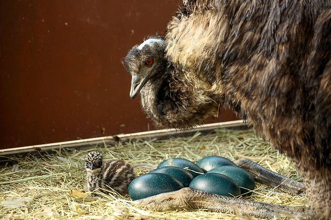 수컷 에뮤와 새끼 에뮤는 전용 놀이공간에서 지내는 중이며, 새끼 에뮤는 유산균과 영양제를 섞은 특별식을 제공받고 있다. 서울대공원