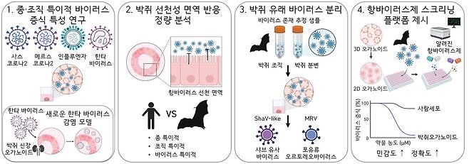 박쥐 오가노이드를 활용한 주요 연구 결과.[IBS 제공]
