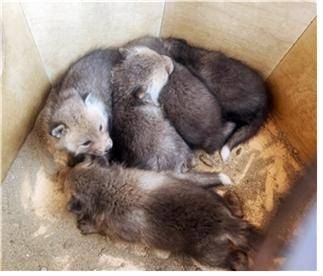 서울대공원서 태어난 새끼 여우 모습. [서울대공원 제공]