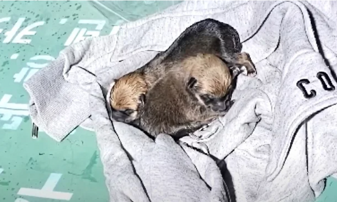 제보자 A씨가 헌옷 수거함에서 강아지를 꺼내 찍은 사진. [JTBC ‘사건반장’]