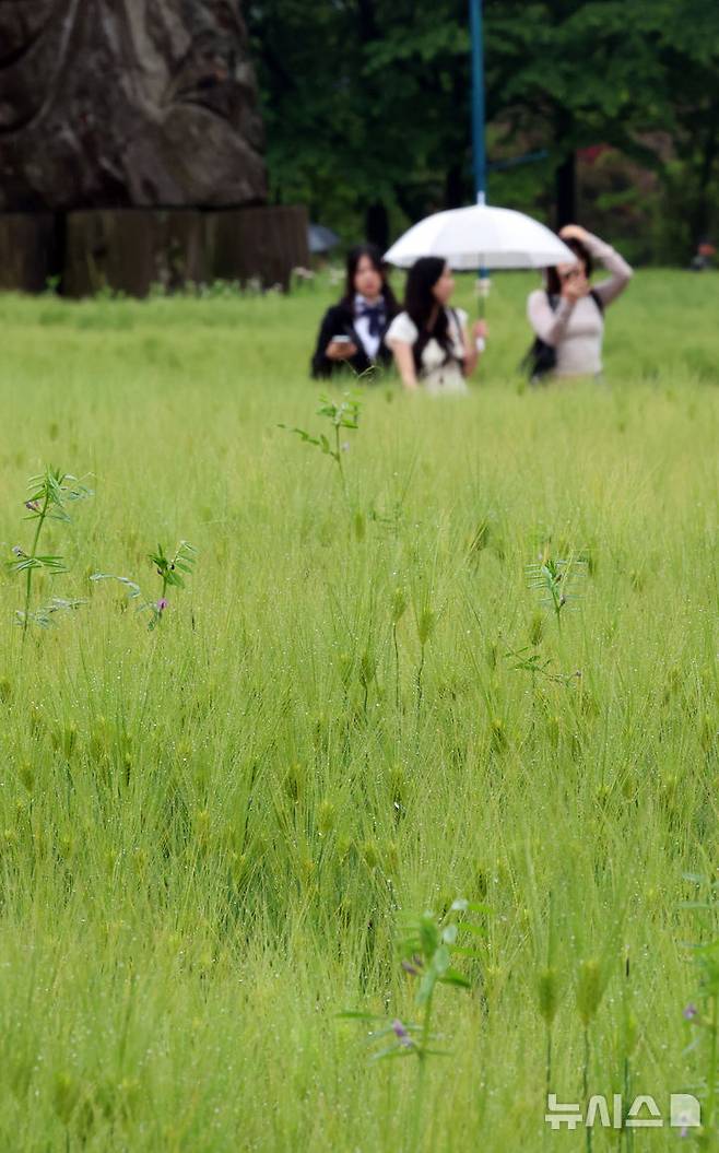 [인천=뉴시스] 전진환 기자 = 봄비가 내리는 16일 오전 인천 남동구 인천대공원 어울정원 청보리밭에서 시민들이 산책을 하고 있다.  2025.05.16. amin2@newsis.com