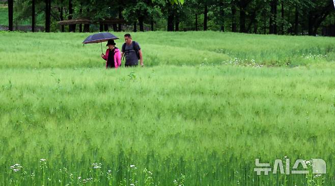 [인천=뉴시스] 전진환 기자 = 봄비가 내리는 16일 오전 인천 남동구 인천대공원 어울정원 청보리밭에서 시민들이 산책을 하고 있다.  2025.05.16. amin2@newsis.com