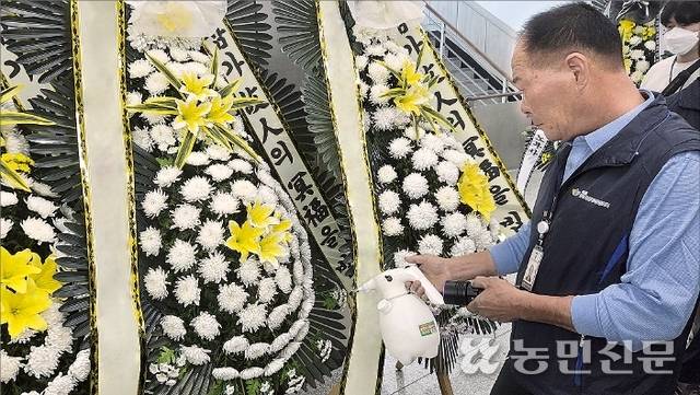 12일 충남 서산의료원 장례식장에서 정윤재 화훼자조금협의회 화환재탕방지사업단 국장이 근조화환 국화에 특수 형광액을 뿌리고 있다.