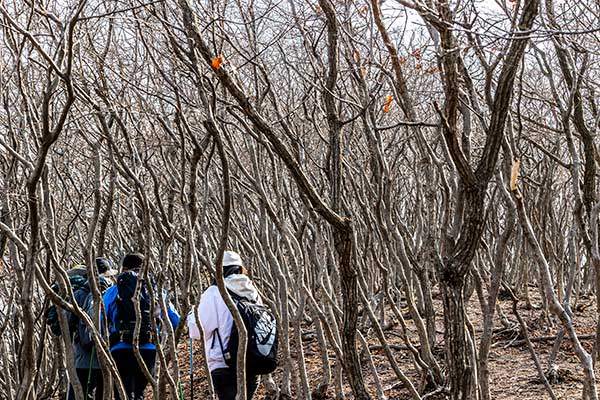 빽빽한 숲에서 근심을 해결하는 이들이 많다.