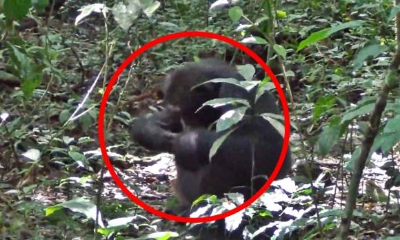 2021년 10월 6일(현지시간) 우간다 부동고 숲에 서식하는 침팬지 집단인 ‘손소’(Sonso)의 수컷 성년 개체가 암컷과 교미 후 나뭇가지를 부러뜨려 잎사귀로 성기를 닦은 후 그 잎사귀의 냄새를 맡고 핥아 버리고 있다. 2025.5.14 진화 및 생태 첨단연구 게재 논문 자료