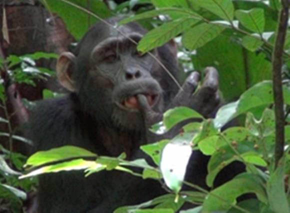 2021년 9월 8일(현지시간) 우간다 부동고 숲에 서식하는 침팬지 집단인 ‘손소’(Sonso)의 수컷 아성체(성체 직전의 개체)가 알 수 없는 이유로 다친 귀를 압박하기 전 손가락을 핥고 있다. 2025.5.14 진화 및 생태 첨단연구 게재 논문 자료