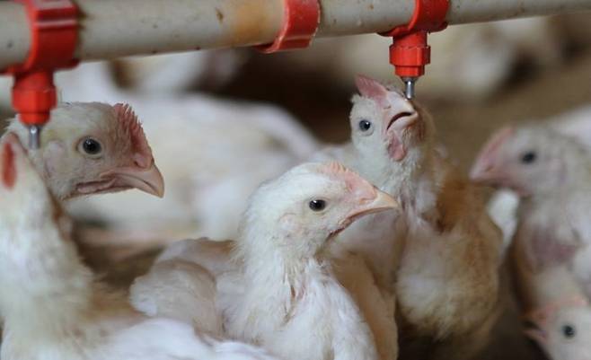 농림축산식품부가 브라질산 종란(병아리 생산을 위한 계란), 식용란, 초생추(병아리), 가금육 및 가금 생산물 수입을 금지한다.ⓒ뉴시스