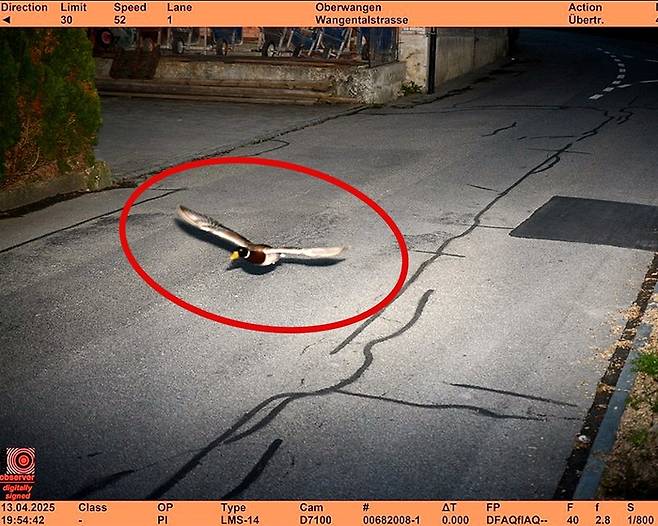 2025년 4월 13일 스위스 베른주 남부 쾨니츠시 과속 단속 카메라에 포착된 청둥오리. 사진=쾨니츠시 경찰