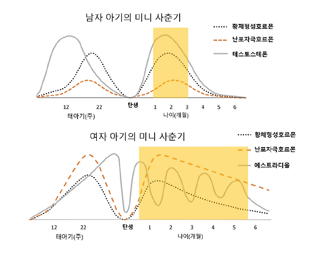 미니 사춘기를 아시나요? 생후 첫 몇 개월의 중요한