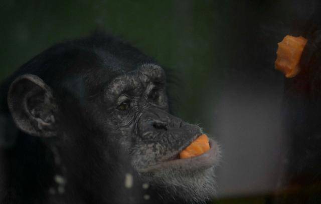 서울대공원 유인원 사육장에서 침팬지 관순이가 음식을 먹고 있다. 관순이는 음식을 사육장 바로 앞에 나란히 늘어놓고 기자를 구경하듯 식사를 했다. 강예진 기자