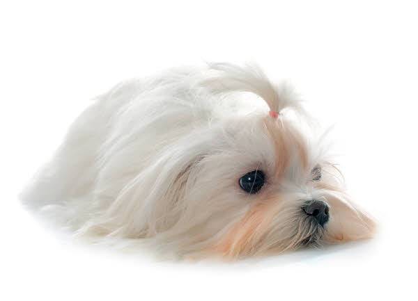 코르티솔 호르몬이 부족해 발생하는 애디슨 증후군 환자는 식욕 및 기력 부진, 구토, 근육 떨림, 복통, 탈수, 장염 및 장 출혈​ 등 다양한 건강 이상을 겪을 수 있다./사진=클립아트코리아