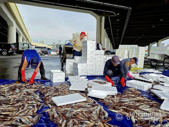 ▲ 지난 16일 새벽 강릉 주문진항에서 금어기 해제 이후 첫 조업에 나섰던 채낚기어선이 입항하자, 오징어 포장 작업 준비로 항구가 분주하다. 황선우 기자