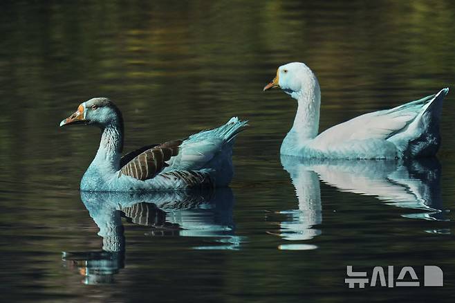 Ducks stained blue swim in the Tulipas stream that turned blue after an environmental accident in which a truck spilled chemical dye into the water in Jundiai, Brazil, Friday, May 16, 2025. (AP Photo/Andre Penner)