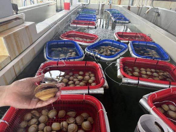 경기도해양수산자원연구소서 연구 중인 새조개 [연합뉴스. 재판매 및 DB 금지]