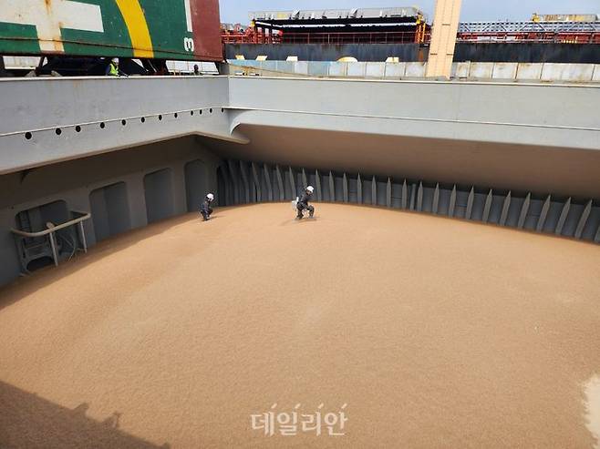 검역관들이 미국산 소맥(밀) 검역을 진행하고 있는 모습. ⓒ데일리안 김소희 기자