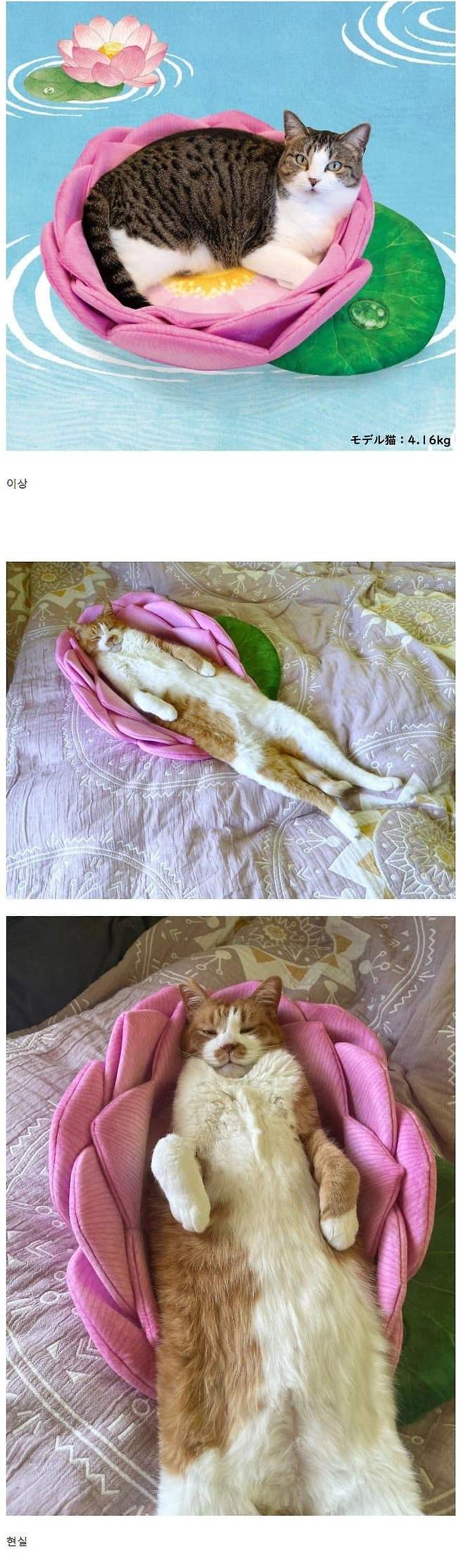 1.jpg 고양이 연꽃쿠션 이상과 현실