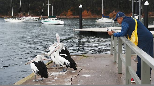 ‘에덴 아마추어 피싱 클럽’ 인근에 있는 항구에서 펠리컨 사진을 찍는 여행객. 박미향 기자