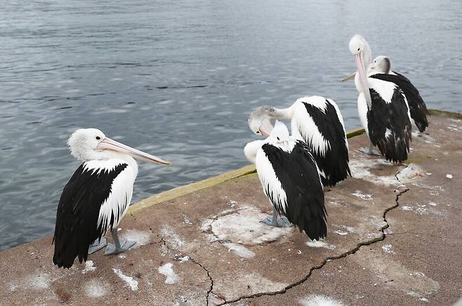 ‘에덴 아마추어 피싱 클럽’ 인근에 있는 항구에선 펠리컨을 만나기 쉽다. 박미향 기자