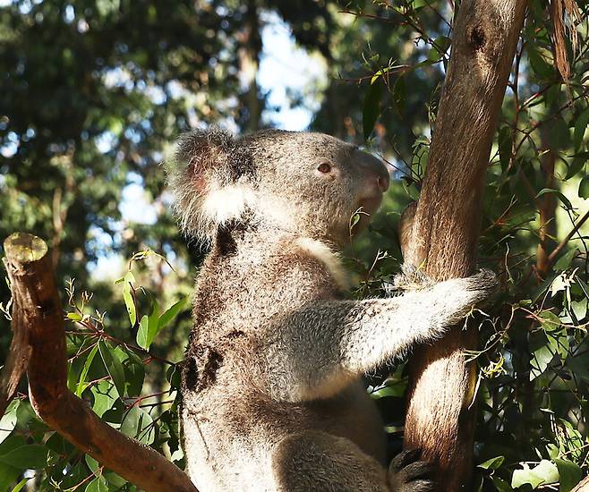 야생동물공원 ‘포토루 팰리스’ 직원이 구조해 돌보는 코알라 지미. 박미향 기자