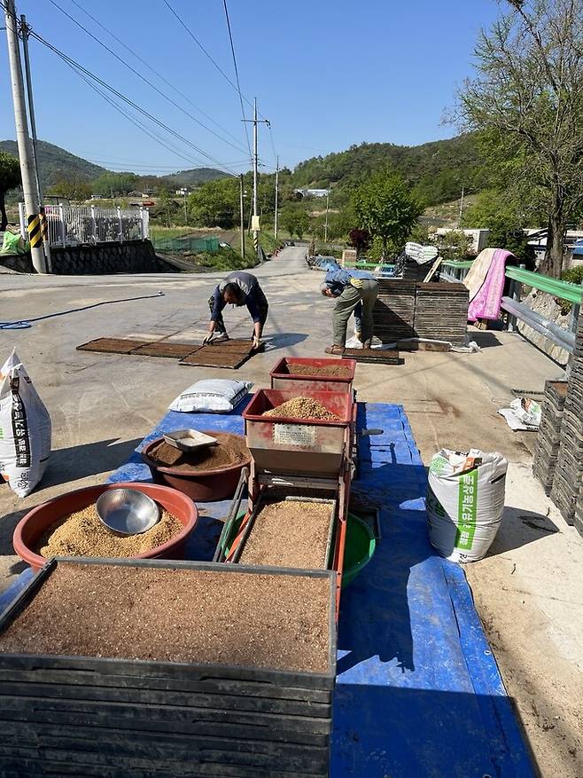 마을에서 볍씨를 파종하는 모습.