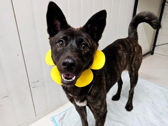 사람에게 두 번이나 버림 받았지만 그래도 사람이 좋은 개 랑고가 평생 가족을 기다리고 있다. 동물과 함께 행복한 세상 제공