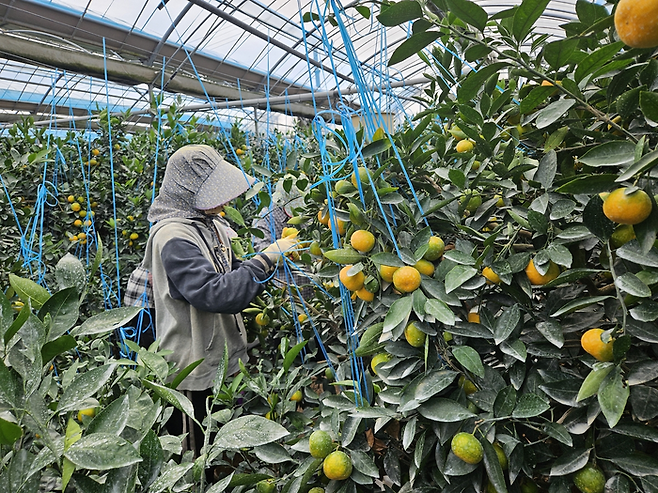 지난달 2025년 제주산 하우스 감귤을 처음으로 수확하고 있다. [제주도]