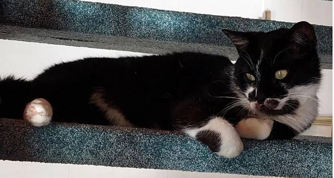 1년간 실종됐던 고양이가 프랑스 주인의 품으로 돌아갔다. 사진은 해당 고양이 모습. /사진=BBC