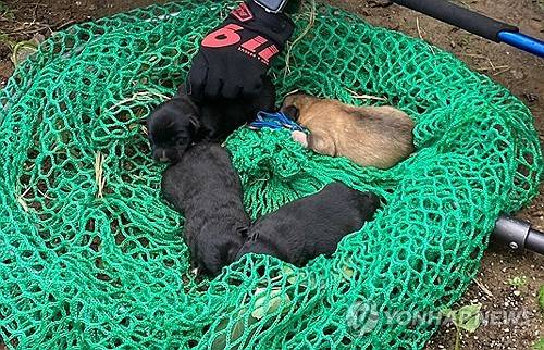 밭에서 구조된 강아지들 [순창소방서 제공]