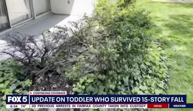 남아가 떨어졌던 나무덤불 [출처= FOX뉴스 캡처]