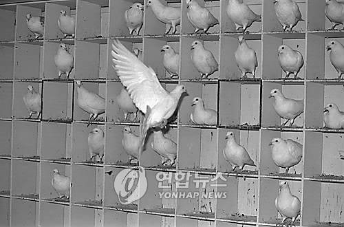 서울 올림픽 개막식에서 날려 보낼 흰비둘기를 키우는 모습 [연합뉴스 자료사진]