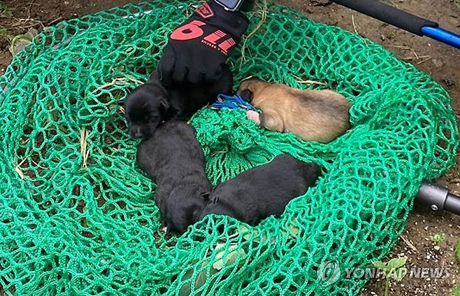 밭에서 구조된 강아지들 [순창소방서 제공. 재판매 및 DB 금지]
