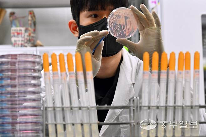 기온이 오르며 전국적으로 식중독 위험이 증가하고 있는 19일 오전 수원시 권선구 경기도보건환경연구원에서 연구원들이 식중독균 배양분리작업을 시연하고 있다. 김경민기자
