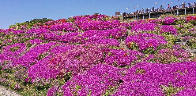 최초의 도심형 국립공원 지정에 도전하는 ‘금정산 국립공원’의 명칭에 ‘백양산’을 함께 쓰자는 주장이 나왔다. 사진은 지난달 30일 부산 부산진구 백양산 정상 애진봉 철쭉동산. 부산일보DB