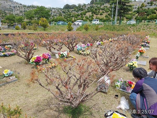 수목장 나무 고사