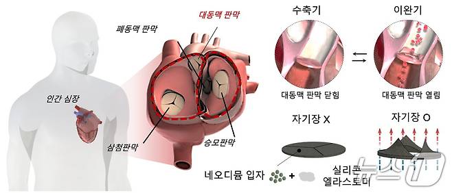 대동맥 판막 구조를 모사한 소프트 자성 심장 밸브(한국연구재단 제공) /뉴스1