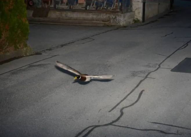 과속운전 단속 카메라에 촬영된 청둥오리. /BBC