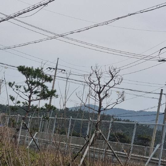 서산-태안 간 도로변에 말라죽은 소나무 가로수 수백여 그루가 수년째 방치돼 있으며, 잡초 제거 등 관리조차 안돼 지나는 이들의 눈살을 찌푸리게 하고 있다.&nbsp;독자제공