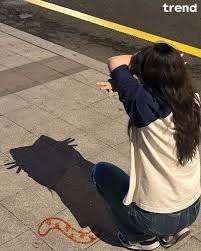 IMG_6780.jpeg 고양이 그림자놀이 근황