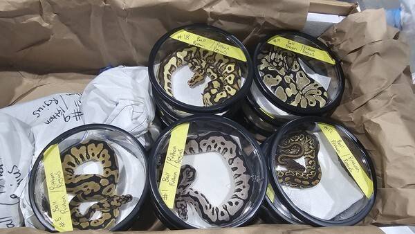 19일 국립야생동물질병관리원은 지난 1년 동안 ‘야생동물 검역제도’를 운영한 결과, 전 세계 35개국에서부터 수입된 파충류 약 15만8000마리에 대한 검역을 완료해 건강한 개체만 국내에 반입시켰다고 밝혔다. 환경부 제공