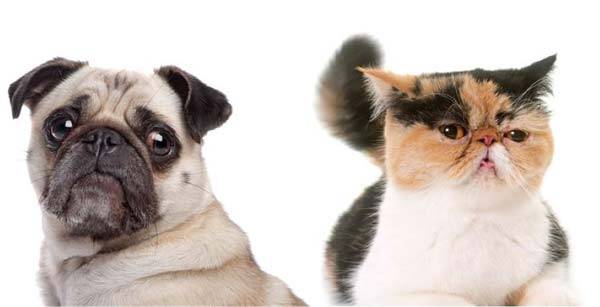 코넬대·워싱턴대 연구에 따르면, 퍼그와 페르시안은 같은 종 내의 다른 동물보다 서로와 외형적 특징이 더 비슷하다./사진=클립아트코리아