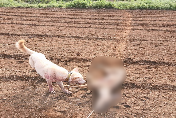 죽은 노루 사체의 목에 밧줄을 매달고 개의 사냥 훈련을 시키는 모습 (제주자치경찰단 제공)